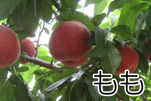 もも